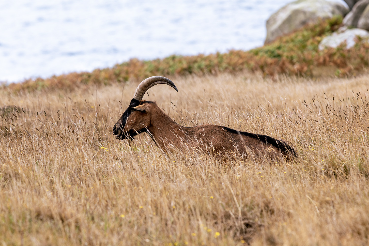 Ouessant, France, July 29, 2023